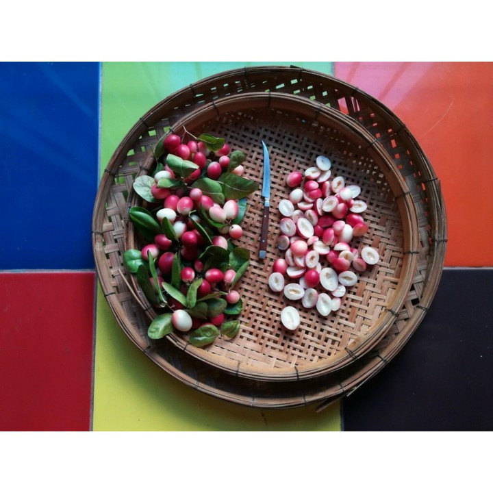 Karonda - Bengal Currant Seeds (Carissa carandas) - 2.655