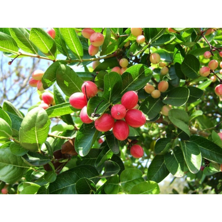 Karonda - Bengal Currant Seeds (Carissa carandas) - 2.655