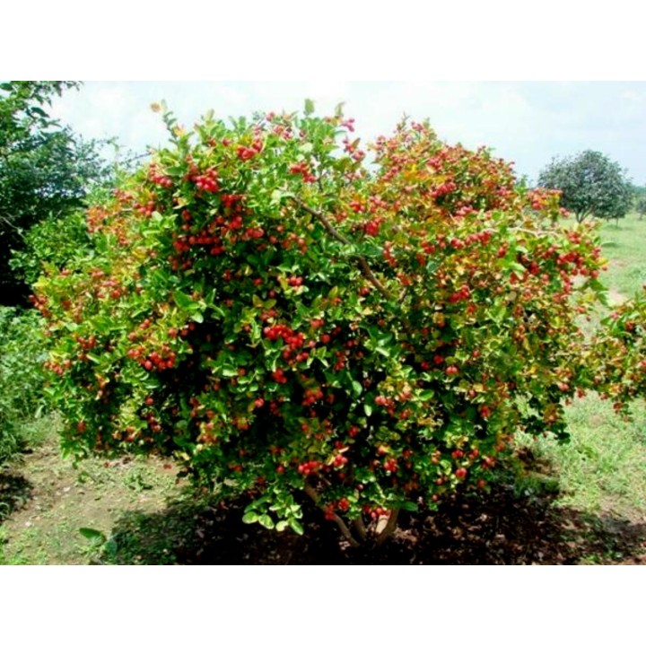 Karonda - Bengal Currant Seeds (Carissa carandas) - 2.655