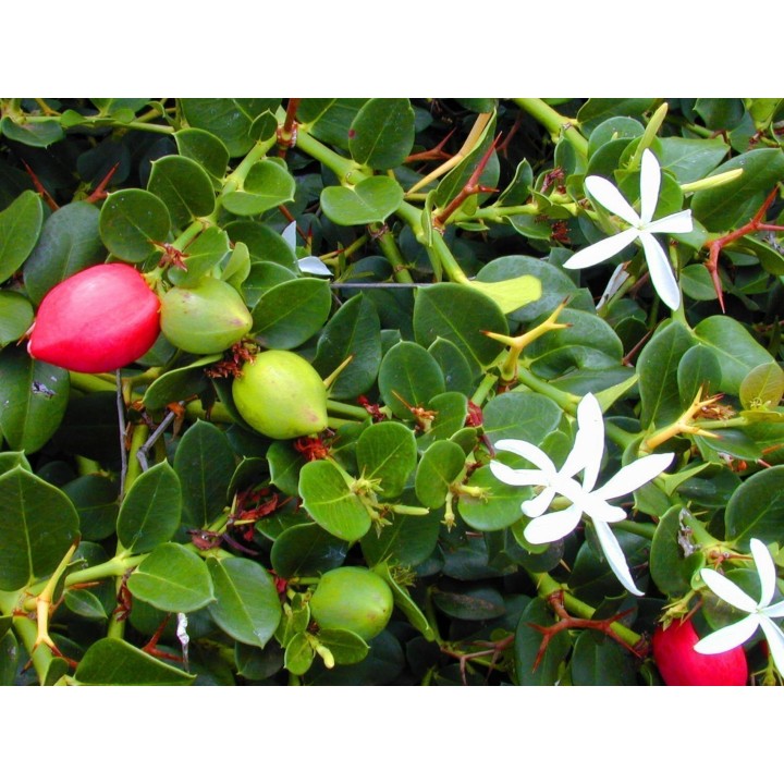 Karonda - Bengal Currant Seeds (Carissa carandas) - 2.655