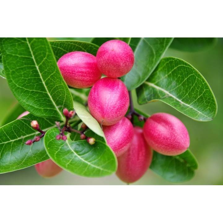 Karonda - Bengal Currant Seeds (Carissa carandas) - 2.655