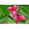 Price: €2.95 - Σπόροι Karonda (Carissa carandas) - 