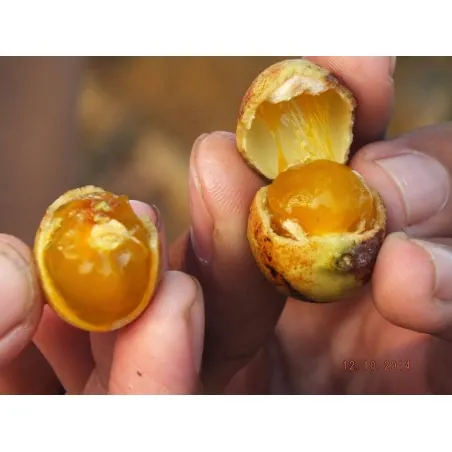 Malay lac Tree Seeds, Ceylon Oak (Schleichera oleosa)