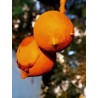 Lorenz Oken Frö (Schleichera oleosa) | 4,95 €