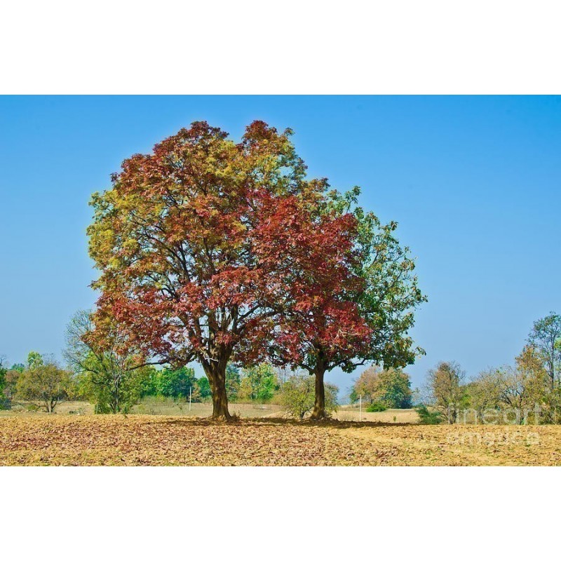 Lorenz Oken Frö (Schleichera oleosa) | 4,95 €