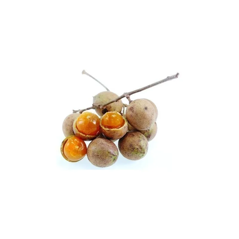 Malay lac Tree Seeds, Ceylon Oak (Schleichera oleosa)