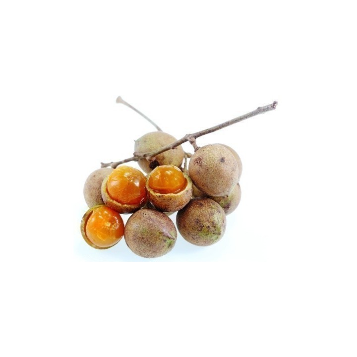 Malay lac Tree Seeds, Ceylon Oak (Schleichera oleosa) - 4.455