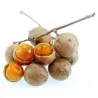 Malay lac Tree Seeds, Ceylon Oak (Schleichera oleosa)