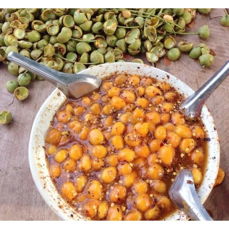 Malay lac Tree Seeds, Ceylon Oak (Schleichera oleosa)
