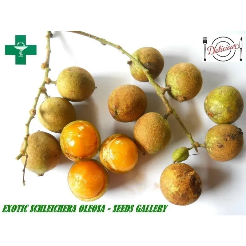 Malay lac Tree Seeds, Ceylon Oak (Schleichera oleosa)