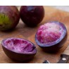 Price: €4.95 - Semi di Cainetta – Melastella (Chrysophyllum Cainito) - Unbranded