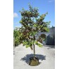 Price: €4.95 - Semi di Cainetta – Melastella (Chrysophyllum Cainito) - Unbranded