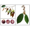 Price: €4.95 - Semi di Cainetta – Melastella (Chrysophyllum Cainito) - Unbranded