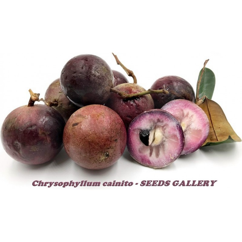 Zvezdasta Jabuka Seme - Star Apple (Chrysophyllum cainito)