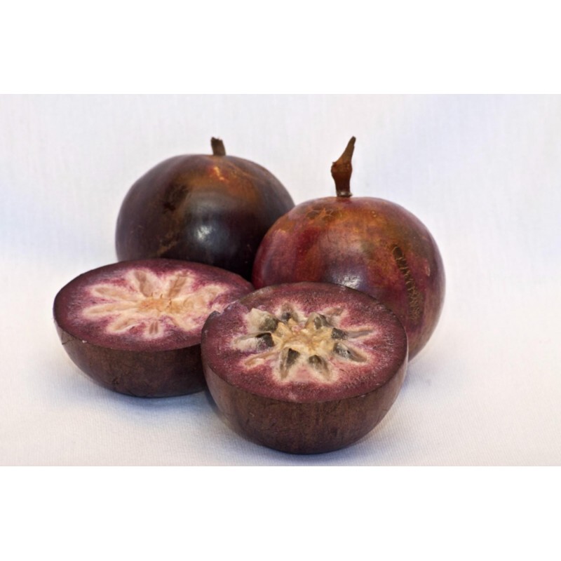 Price: €4.95 - Semi di Cainetta – Melastella (Chrysophyllum Cainito) - Unbranded