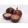 Price: €4.95 - Semi di Cainetta – Melastella (Chrysophyllum Cainito) - Unbranded