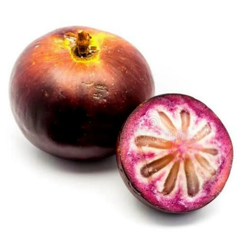 Star Apple Seeds (Chrysophyllum cainito)