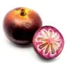 Star Apple Seeds (Chrysophyllum cainito)