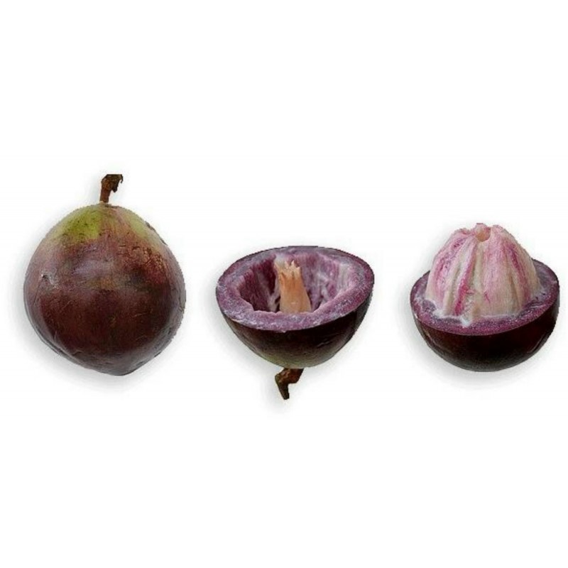 Price: €4.95 - Semi di Cainetta – Melastella (Chrysophyllum Cainito) - Unbranded