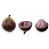 Price: €4.95 - Semi di Cainetta – Melastella (Chrysophyllum Cainito) - Unbranded