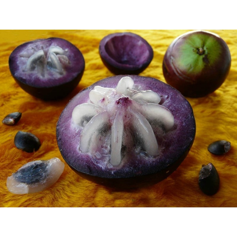 Price: €4.95 - Semi di Cainetta – Melastella (Chrysophyllum Cainito) - Unbranded