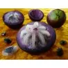 Star Apple Seeds (Chrysophyllum cainito)