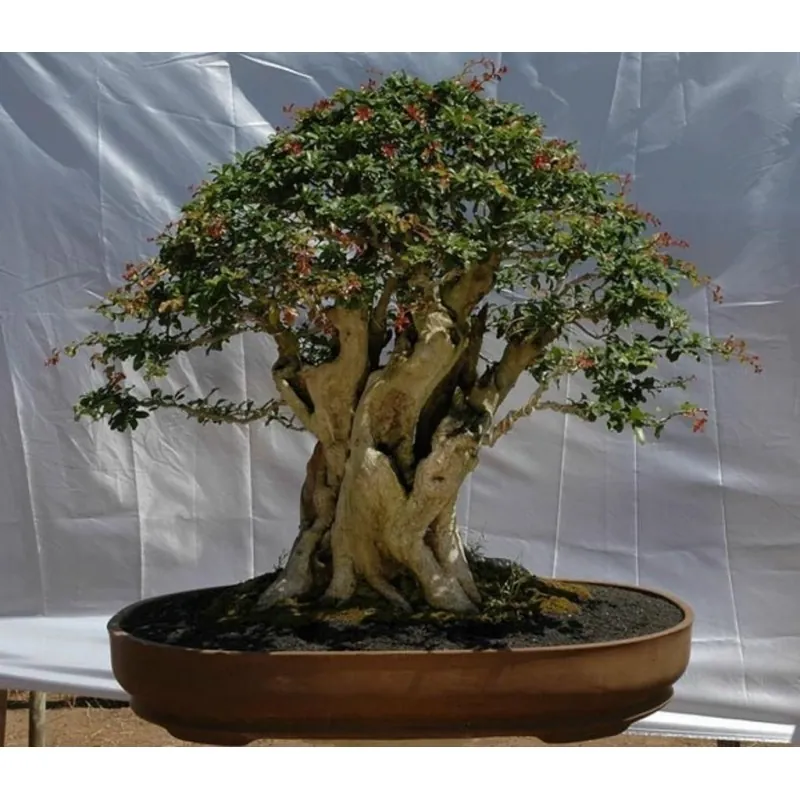 Graines de Prune Malgache (Flacourtia indica)