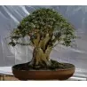 Graines de Prune Malgache (Flacourtia indica)