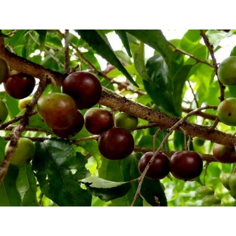 Ramontchi, Governor’s Plum Seeds (Flacourtia indica)