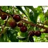 Graines de Prune Malgache (Flacourtia indica)