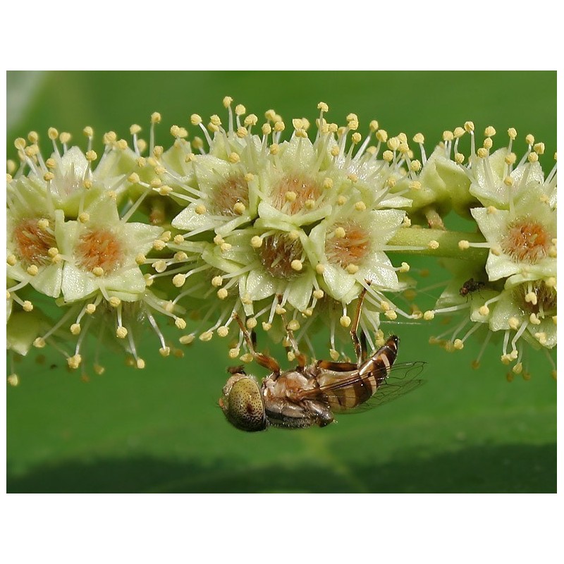 Price: €4.95 - Sementes de Haritaki (Terminalia chebula) - 