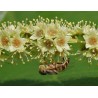 Price: €4.95 - Kralj Lekovitog Bilja - Haritaki Seme (Terminalia chebula) - 
