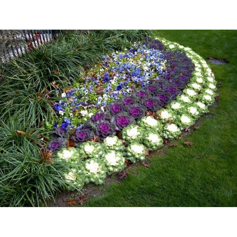 Price: €1.95 - Seme Ukrasnog Kupusa Brassica oleracea - 