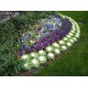 Price: €1.95 - Seme Ukrasnog Kupusa Brassica oleracea - 