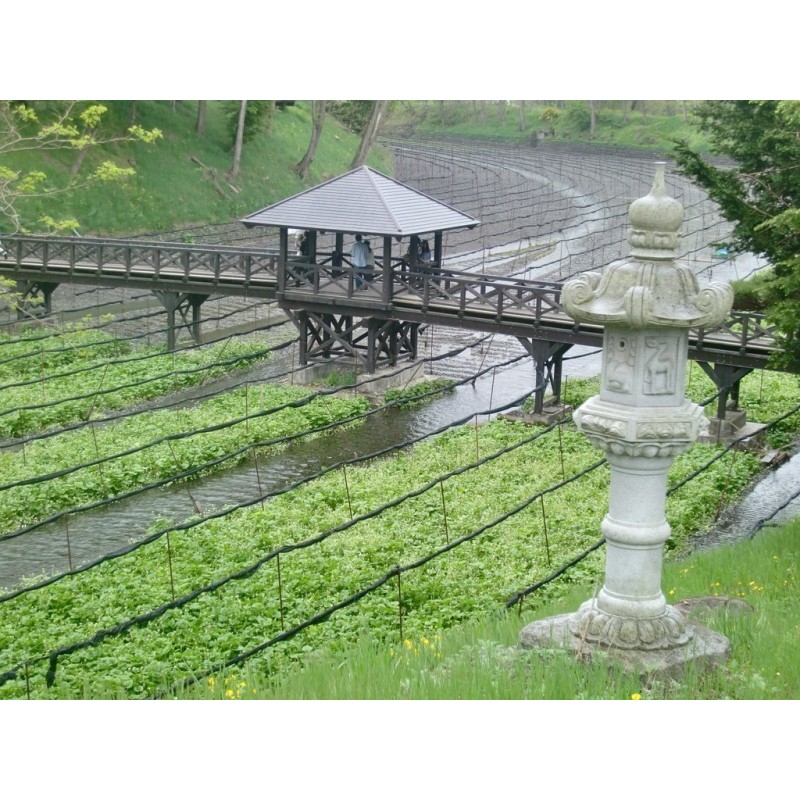 Price: €7.5 - Semi di Wasabi (Wasabia japonica) - 