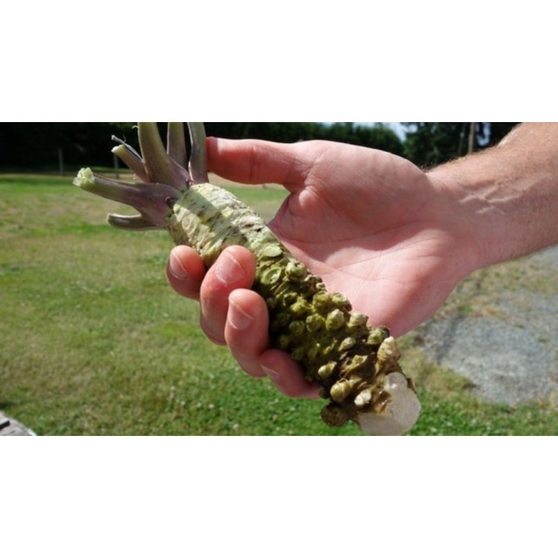 Wasabi Frön - Japansk pepparrot (Wasabia japonica)