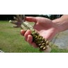 Wasabi Frön - Japansk pepparrot (Wasabia japonica)