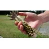 Wasabi Seeds (Wasabia japonica, Eutrema japonicum)