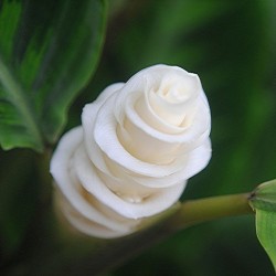Sementes de Flor Gelo (Calathea warscewiczii)