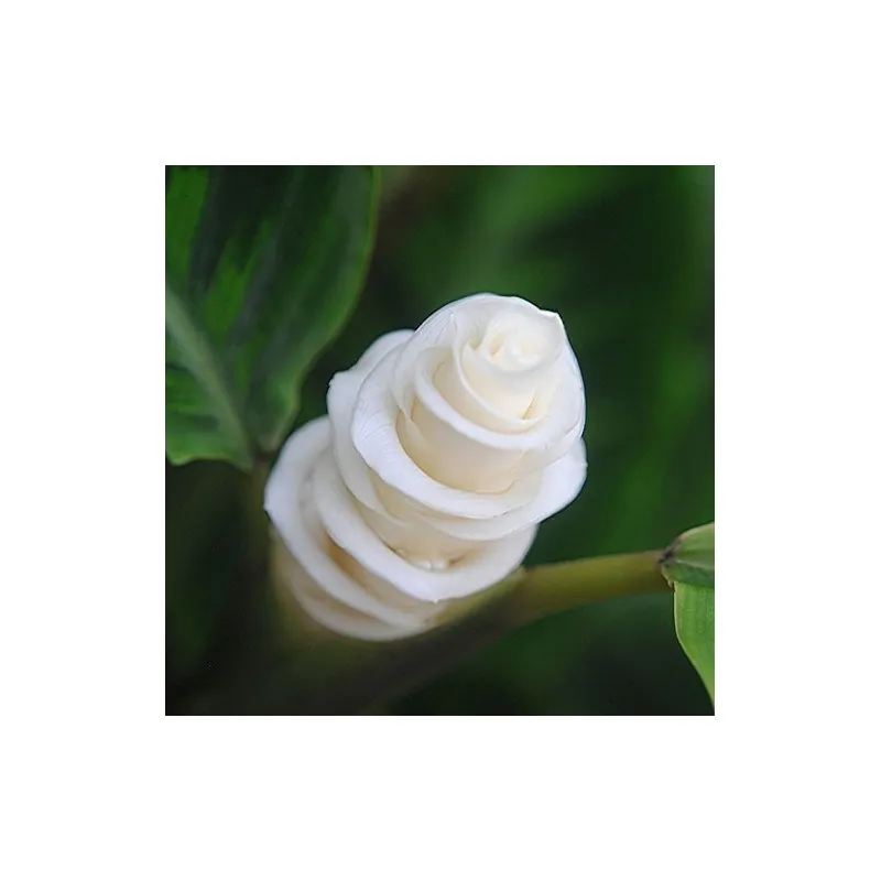 Sementes de Flor Gelo (Calathea warscewiczii)
