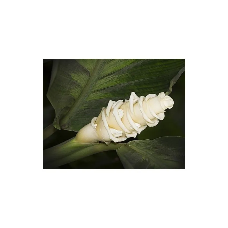 Prayer Plant, Ice Cream Flower Seeds (Calathea warscewiczii)