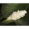 Sementes de Flor Gelo (Calathea warscewiczii)