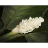 Sementes de Flor Gelo (Calathea warscewiczii)