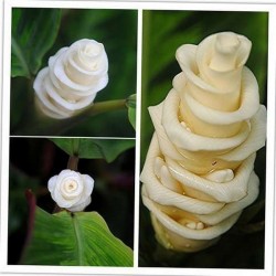 Sementes de Flor Gelo (Calathea warscewiczii)