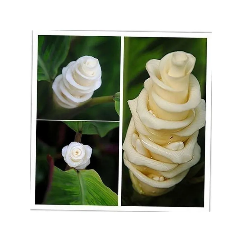 Semi di Fiore gelato (Calathea warscewiczii)