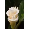 Prayer Plant, Ice Cream Flower Seeds (Calathea warscewiczii)