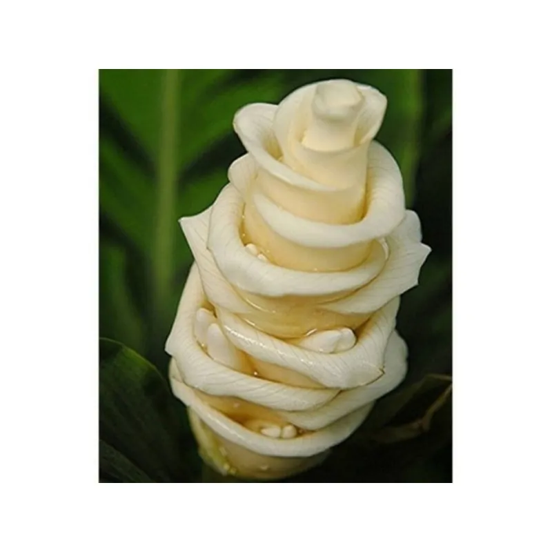 Prayer Plant, Ice Cream Flower Seeds (Calathea warscewiczii)