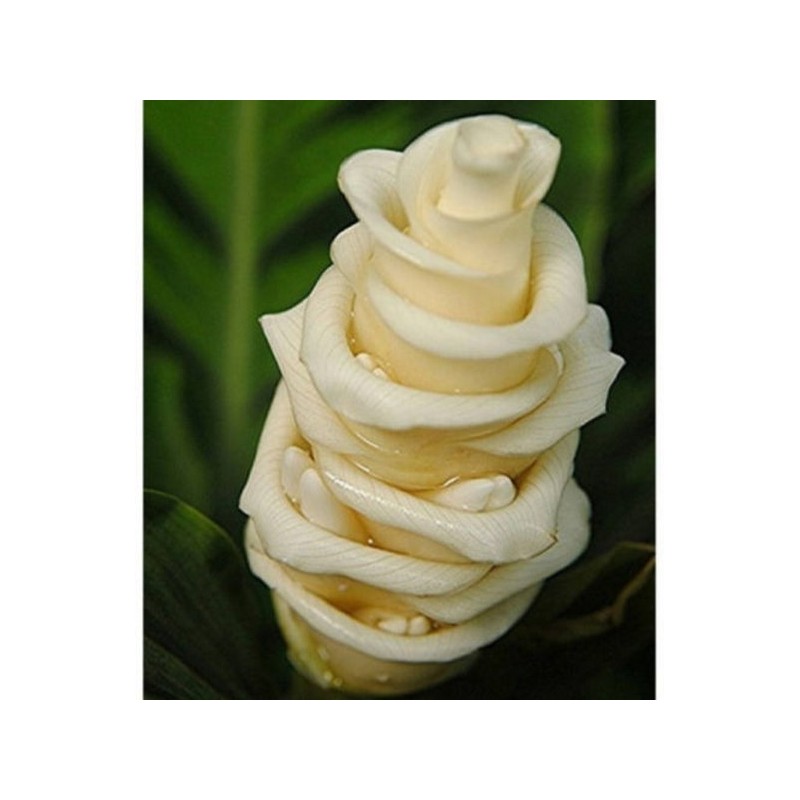 Sementes de Flor Gelo (Calathea warscewiczii)