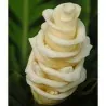 Prayer Plant, Ice Cream Flower Seeds (Calathea warscewiczii)