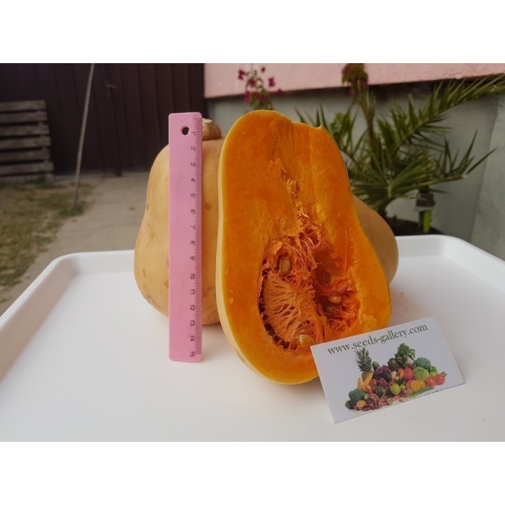 Small Fruited, Mini Butternut Squash Seeds - 1.665